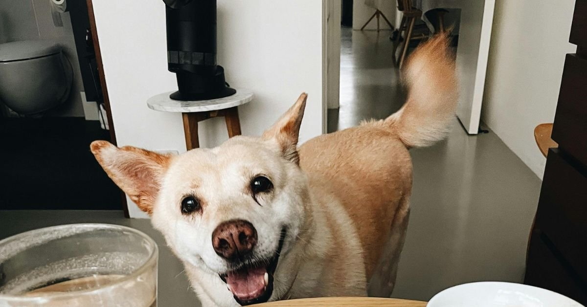 How Important is Taurine for Dogs?