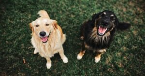 Amino Acids For Dogs
