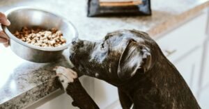 Can Dog Food Have Too Much Protein