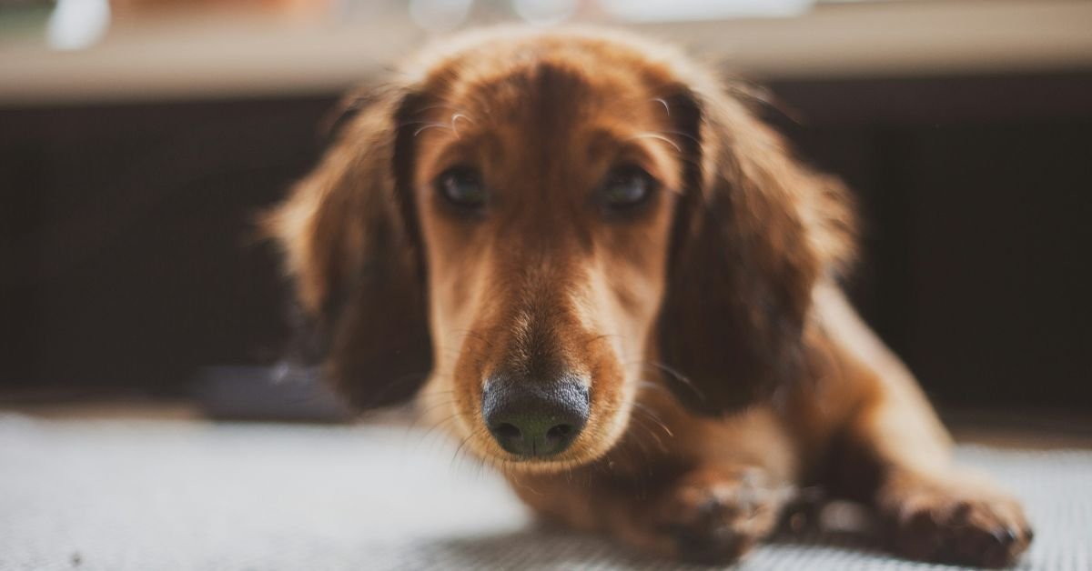 Can Dogs Get Salmonella?