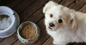 Deadly Foods For Dogs