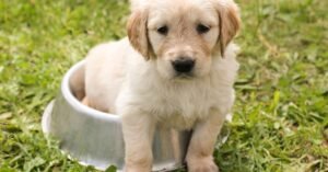 How to Clean Your Dog’s Bowl