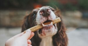 How to Feed a Puppy