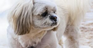 Probiotics For Dogs