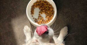 The Facts About Artificial Preservatives and Antioxidants in Dog Food
