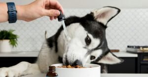 Vitamin C for Dogs