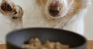 Will Dog Food Ever Be Meat-Free